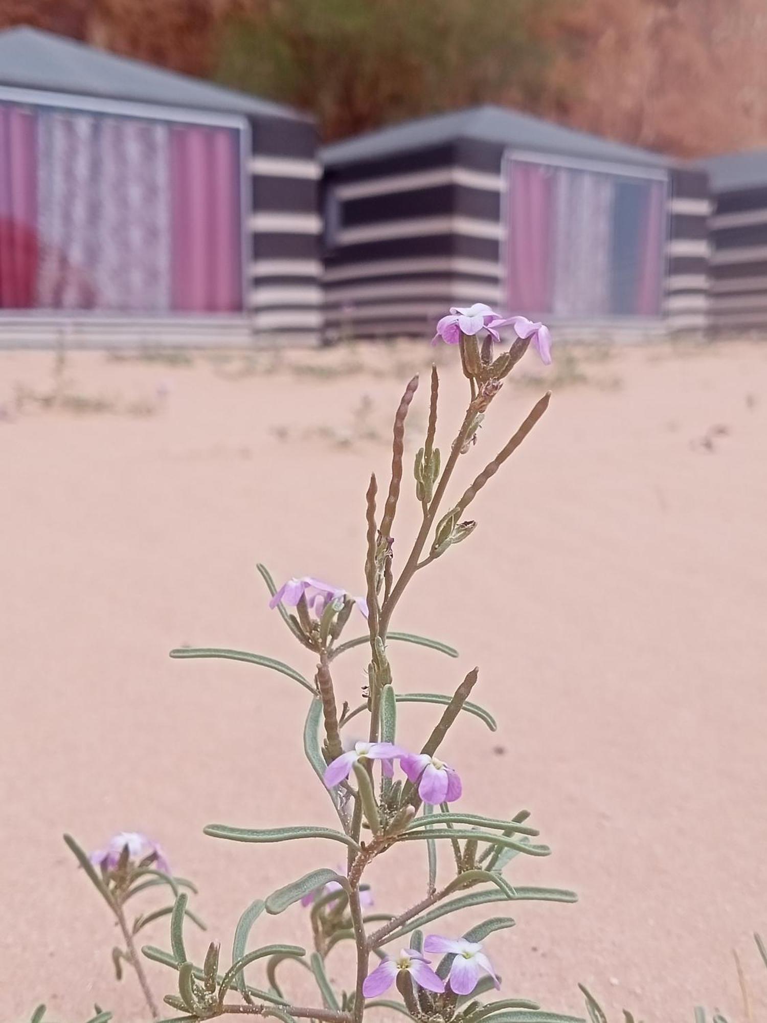 Shahrazad Desert, Wadi Rum Habitación foto
